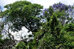 ドゥルティ湖：カヌー、自然散策、および追加オプション