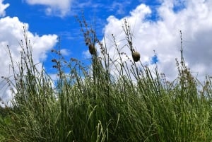 ドゥルティ湖：カヌー、自然散策、および追加オプション