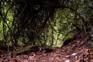 ドゥルティ湖：カヌー、自然散策、および追加オプション