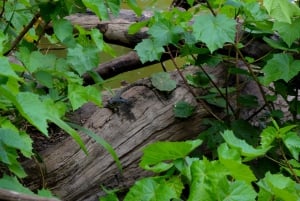 ドゥルティ湖：カヌー、自然散策、および追加オプション