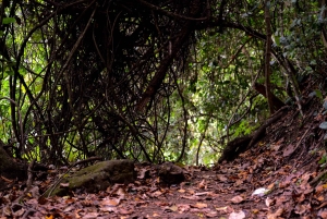 Lago Duluti: kayak, paseo por la naturaleza y complementos