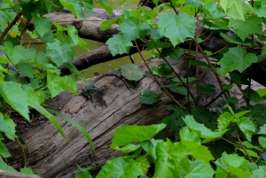 Lago Duluti: kayak, paseo por la naturaleza y complementos
