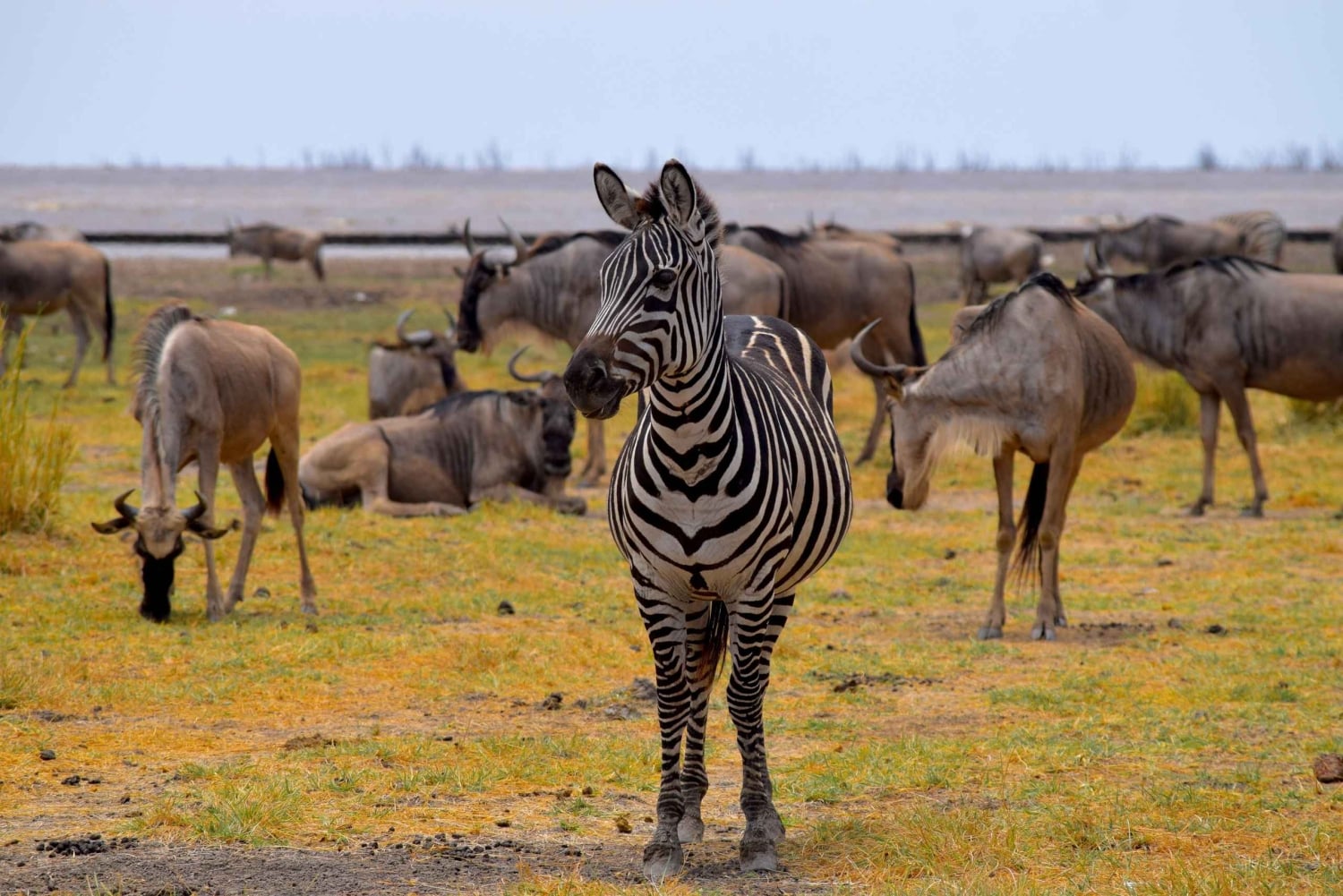 Dagstur til Lake Manyara: Safari med valgfrie tilleggsvalg
