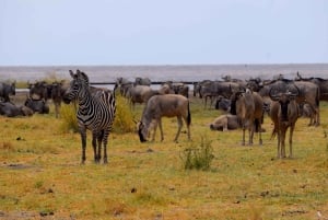 Dagstur til Lake Manyara: Safari med valgfrie tilleggsvalg
