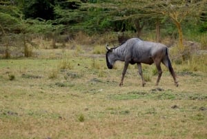 Dagstur til Lake Manyara: Safari med valgfrie tilleggsvalg