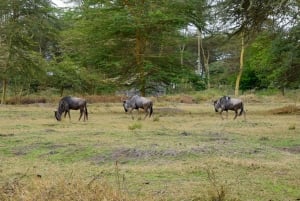 Dagstur til Lake Manyara: Safari med valgfrie tilleggsvalg