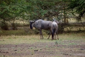 Dagstur til Lake Manyara: Safari med valgfrie tilleggsvalg