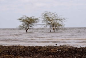 Dagstur til Lake Manyara: Safari med valgfrie tilleggsvalg