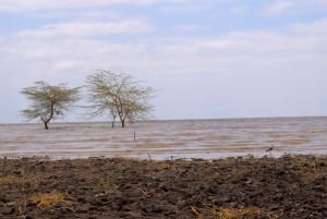 Dagstur til Lake Manyara: Safari med valgfrie tilleggsvalg