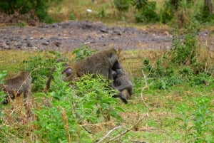 Dagstur til Lake Manyara: Safari med valgfrie tilleggsvalg