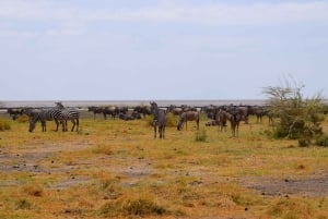 Dagstur til Lake Manyara: Safari med valgfrie tilleggsvalg
