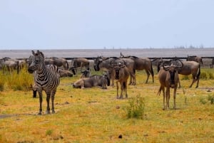 Dagstur til Lake Manyara: Safari med valgfrie tilleggsvalg