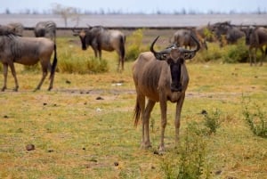 Dagstur til Lake Manyara: Safari med valgfrie tilleggsvalg