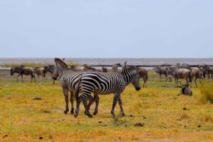 Dagstur til Lake Manyara: Safari med valgfrie tilleggsvalg