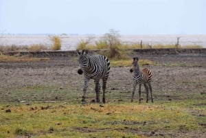 Dagstur til Lake Manyara: Safari med valgfrie tilleggsvalg