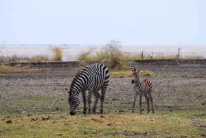 Dagstur til Lake Manyara: Safari med valgfrie tilleggsvalg