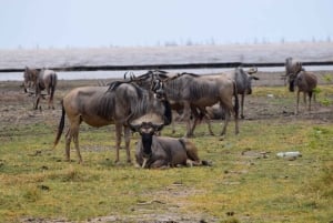 Dagstur til Lake Manyara: Safari med valgfrie tilleggsvalg