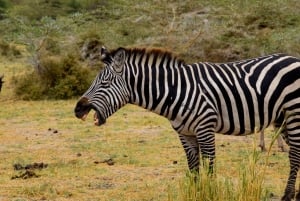 Dagstur til Lake Manyara: Safari med valgfrie tilleggsvalg