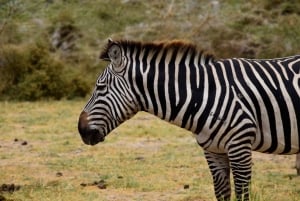 Dagstur til Lake Manyara: Safari med valgfrie tilleggsvalg