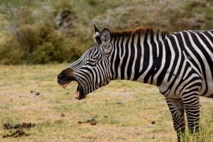 Dagstur til Lake Manyara: Safari med valgfrie tilleggsvalg