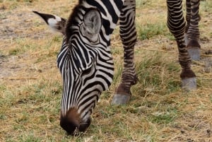 Dagstur til Lake Manyara: Safari med valgfrie tilleggsvalg