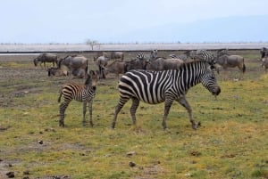 Dagstur til Lake Manyara: Safari med valgfrie tilleggsvalg
