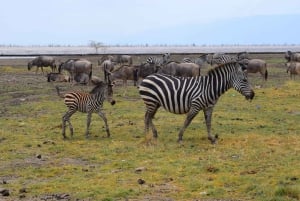 Dagstur til Lake Manyara: Safari med valgfrie tilleggsvalg