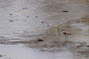 Dagstur til Lake Manyara: Safari med valgfrie tilleggsvalg