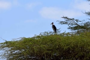 Dagstur til Lake Manyara: Safari med valgfrie tilleggsvalg