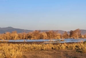 Dagstur til Lake Manyara: Safari med valgfrie tilleggsvalg