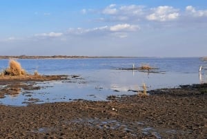 Dagstur til Lake Manyara: Safari med valgfrie tilleggsvalg