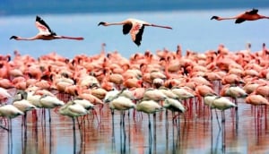 Lake Manyara National Park