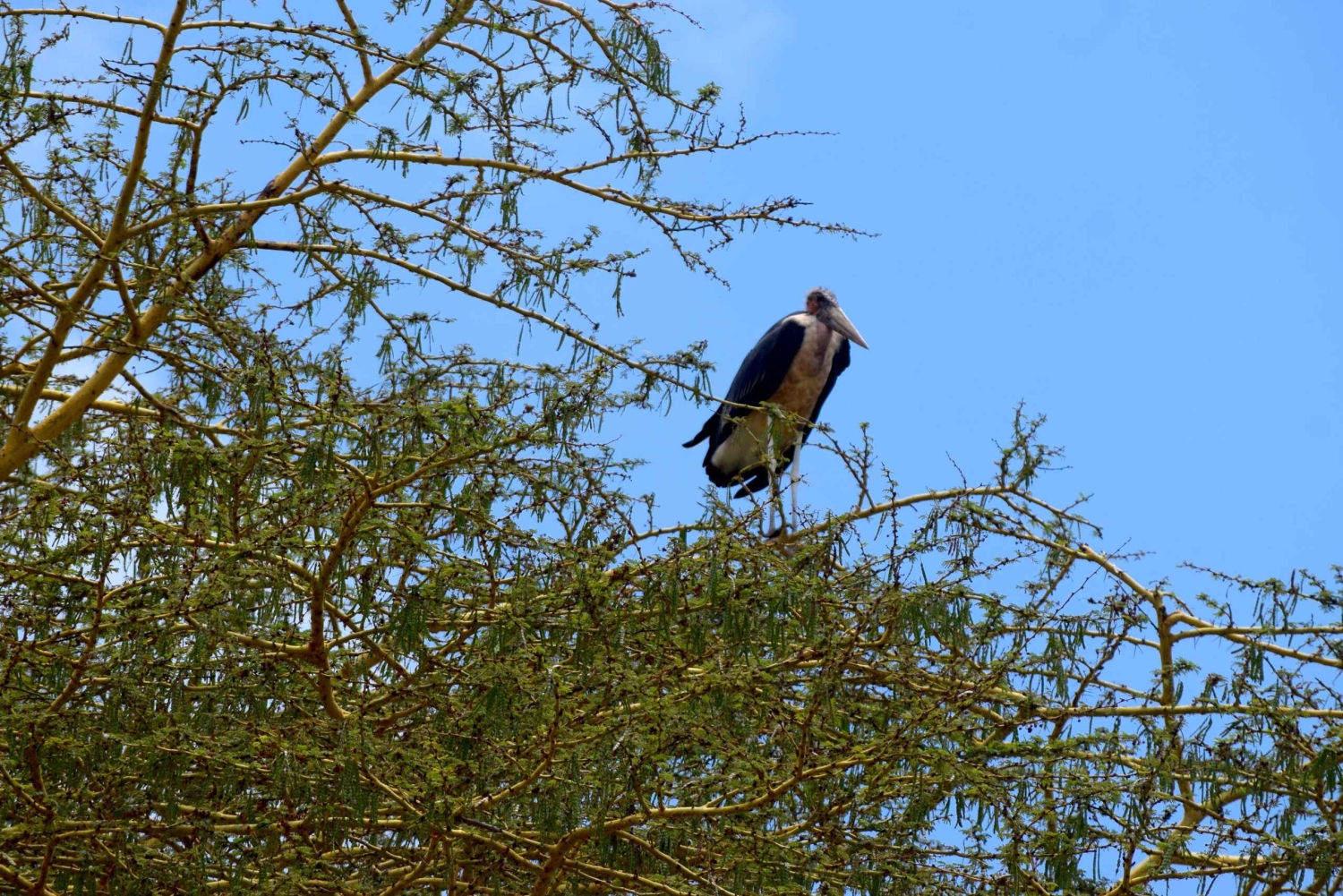Lake Manyara -yöretki kanootilla ja Treetop Walkway -kävelytie