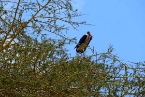 Lake Manyara -yöretki kanootilla ja Treetop Walkway -kävelytie