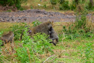 Lake Manyara -yöretki kanootilla ja Treetop Walkway -kävelytie