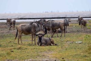 Lake Manyara -yöretki kanootilla ja Treetop Walkway -kävelytie