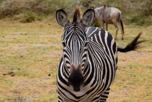 Lake Manyara -yöretki kanootilla ja Treetop Walkway -kävelytie