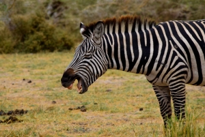 Lake Manyara -yöretki kanootilla ja Treetop Walkway -kävelytie