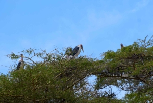 Lake Manyara -yöretki kanootilla ja Treetop Walkway -kävelytie