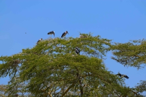 Lake Manyara -yöretki kanootilla ja Treetop Walkway -kävelytie