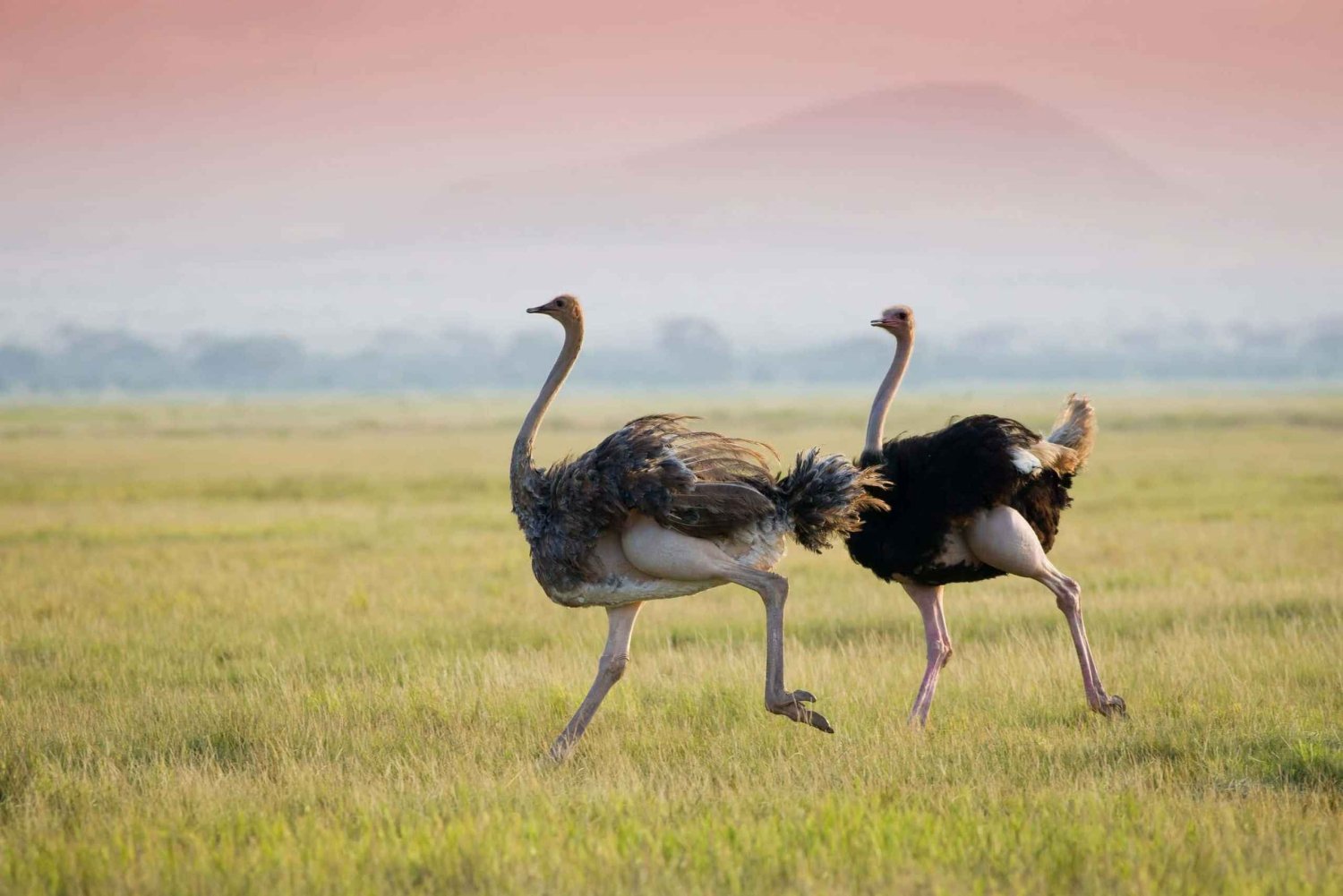 Lake Manyara, Tarangire, Ngorongoro 3 Days Safari Tour