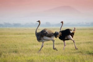 Lake Manyara, Tarangire, Ngorongoro 3-daagse safaritour