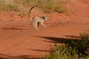 Lake Manyara, Tarangire, Ngorongoro 3-daagse safaritour