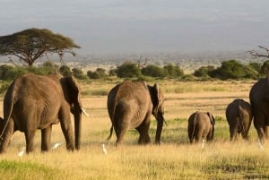 Lake Manyara, Tarangire, Ngorongoro 3-daagse safaritour