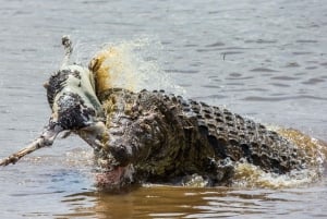 Lake Manyara, Tarangire, Ngorongoro 3-daagse safaritour