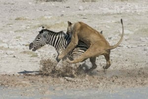 Lake Manyara, Tarangire, Ngorongoro 3-daagse safaritour