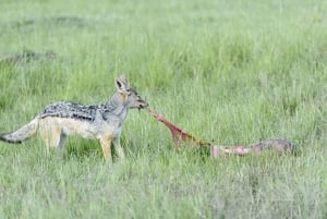 Lake Manyara, Tarangire, Ngorongoro 3-daagse safaritour