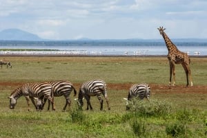 Lake Manyara, Tarangire, Ngorongoro 3-daagse safaritour