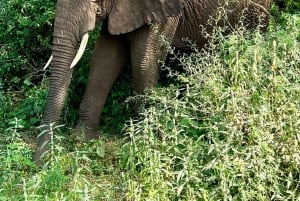 Lake Manyara, Tarangire, Ngorongoro 3-daagse safaritour