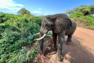 Lake Manyara, Tarangire, Ngorongoro 3-daagse safaritour